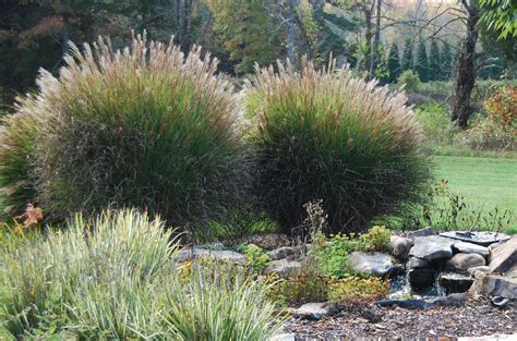 Five Perennial Ornamental Grasses For Late Season Interest