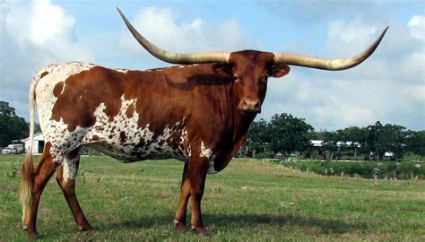 Texas Longhorn Cattle Breed Everything You Need To Know