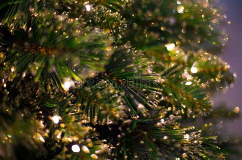 Fondo Unfocused Abstracto Con Las Decoraciones De La Navidad Imagen De