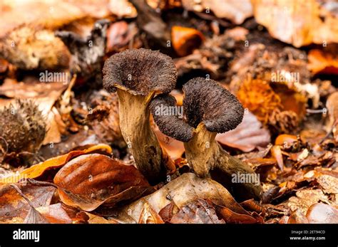 Fruiting Bodies Of The Horn Of Plenty Fungus Craterellus