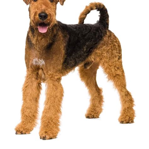 Terrier Dogs Airedale Cairn Scottish Border Jack Russell