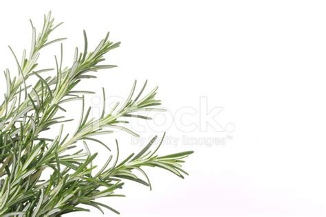 Rosemary Border Stock Photo Royalty Free Freeimages