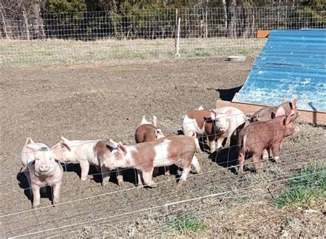 8 Crossbred Feeder Pigs Berkshire Duroc Yorkshire For Sale In