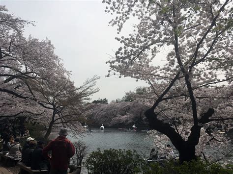2017満開の桜＠井の頭公園 | いのぜん：井の頭公園vs善福寺公園
