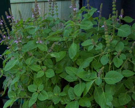 Holy Basil Plant Herbs And Spices Pinterest