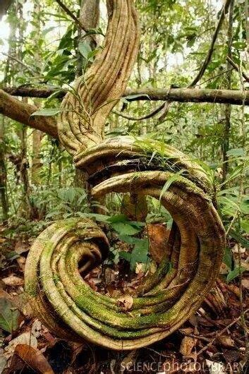 Spiral Vines Wonderful Nature Tree Unique Trees Weird Trees