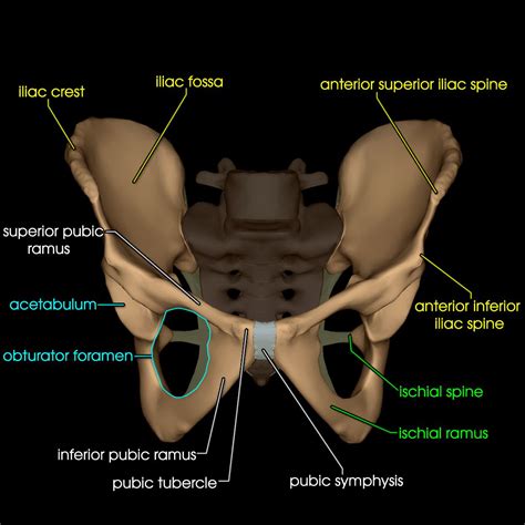 Pelvis Bone Anatomy Ramus