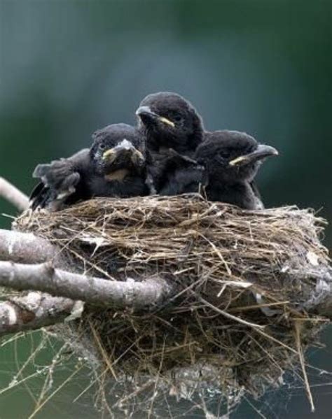 Baby Ravens Baby Crows Crow Black Bird