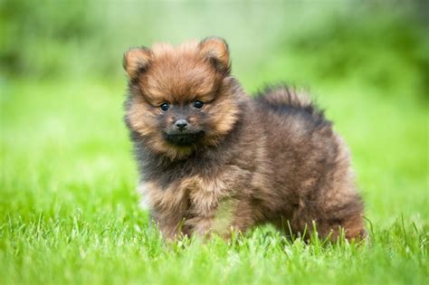 Pomeranian Dog Breed Information Buying Advice Photos And Facts Pets4homes