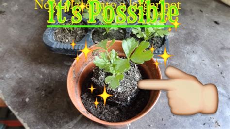 Busta rhymes tribute band — touch it 02:37. Growing Celery from Seed - YouTube