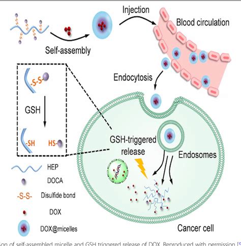Tumor Microenvironment Responsive Nanoparticles For Cancer Theragnostic Applications Semantic