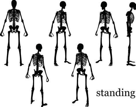 Silhueta De Esqueleto Na Ilustração De Pose Em Pé Isolada No Elemento