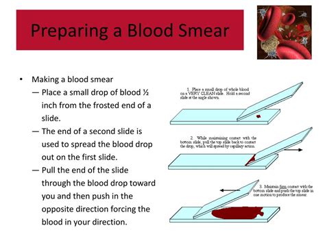 Ppt Preparing A Blood Smear Powerpoint Presentation Free Download