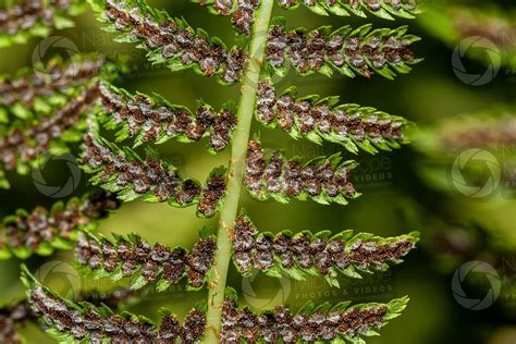 Athyrium Filix Femina Common Lady Fern Leaf Athyrium Filix Femina