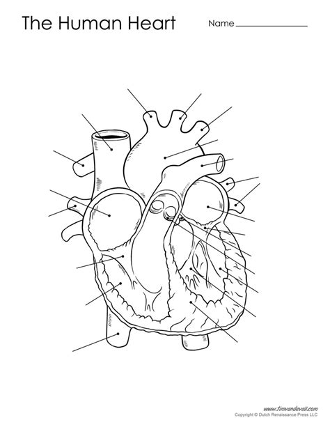 Human Heart Diagram Unlabeled Black And White Tims Printables