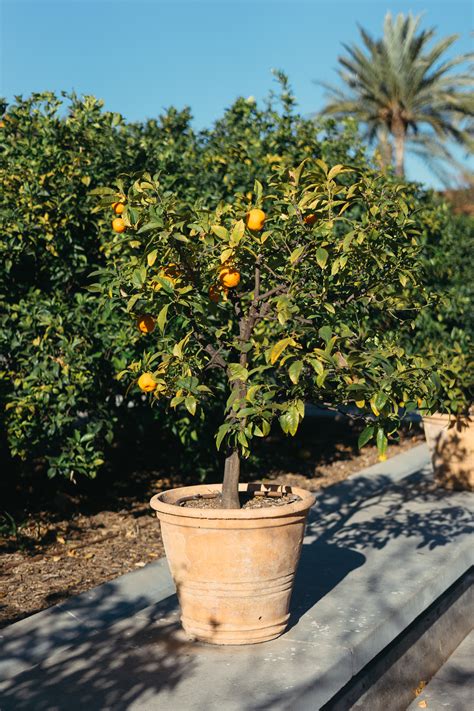 Orange Tree In Pot Free Photo On Barnimages