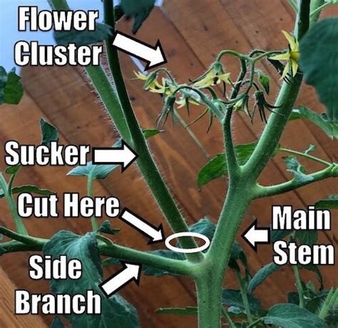 How To Prune Tomato Plants A Step By Step Instructional Guide