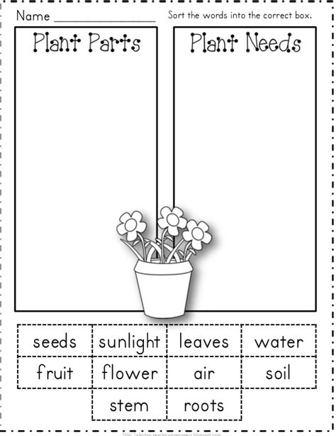 Partes De La Planta Interactive Worksheet Plants Worksheets Parts Of A