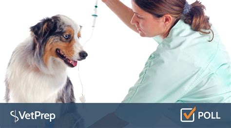 Get up to 90% back on your dog's vet bills with our affordable dog insurance plans. Poll: Pet Insurance