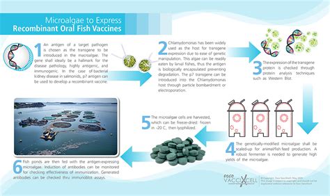 Lesson 21 cell culture based vaccines. Vaccination Types and Strategies for Aquaculture vaccines ...