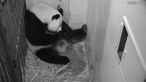 Giant Panda Mei Xiang Cares For Her Cub At Smithsonians National Zoo