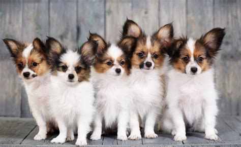 Papillon Dog Breed Characteristics And Personality Lovetoknow