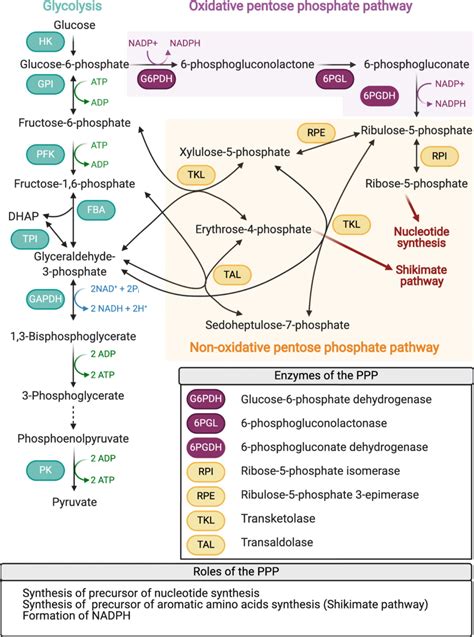 Schematic Drawing Of The Pentose Phosphate Pathway Its Enzymes And