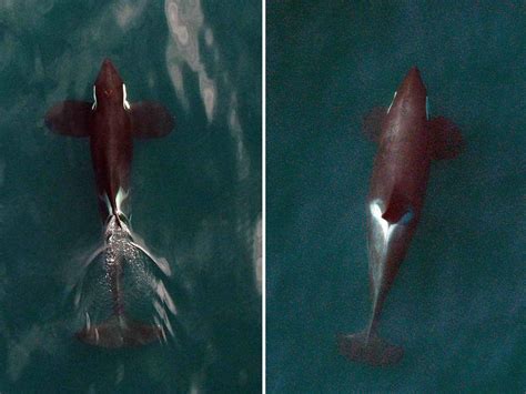 Killer Whales From Above Smithsonian Ocean