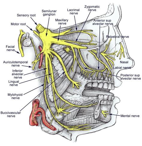 Diagram Of The Trigeminal Nerve With Its 3 Main Branches Dental