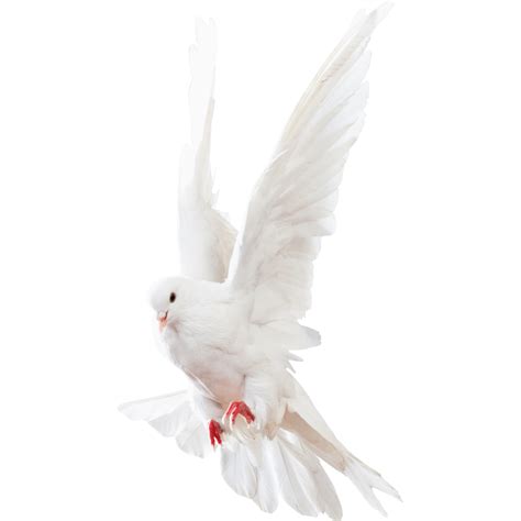 White Dove On A Transparent Background By Zoostock On Deviantart