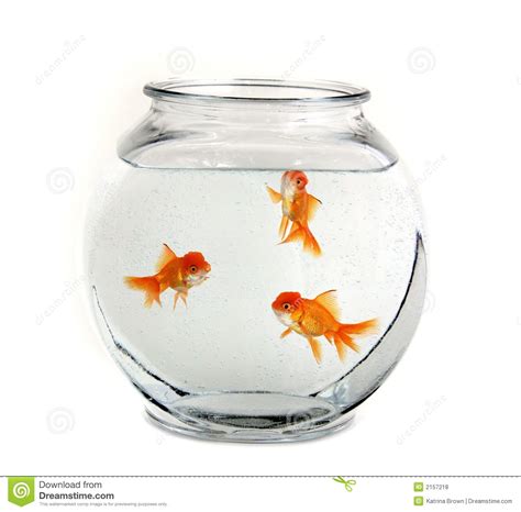 Three Goldfish In A Bowl Royalty Free Stock Photos Image