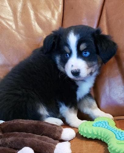 Miniature Australian Shepherd Puppy For Sale Adoption Rescue For