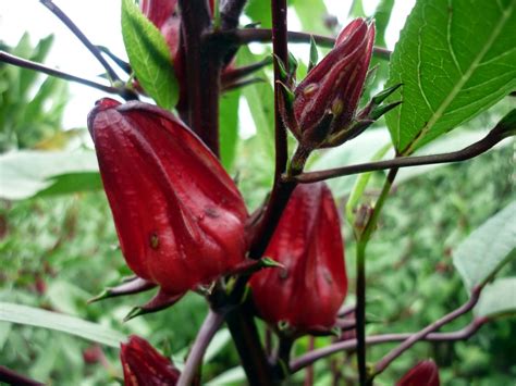 Jual aneka bibit bunga bibit bunga berkualitas harga murah! JUAL TANAMAN BUNGA ROSELLA | JUAL TANAMAN HIAS ONLINE ...