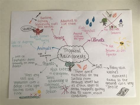Tropical Rainforests Geography Revision Gcse Geography Gcse Geography Revision