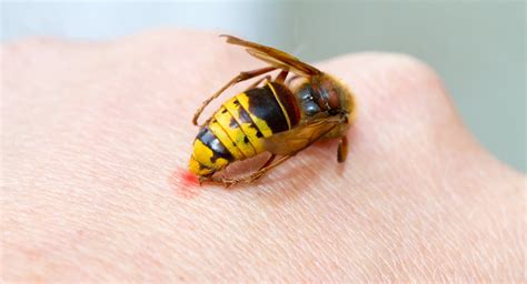 The Real Truth About Wasp Stings Ehrlich Pest Control