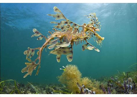 Poster Print A Leafy Seadragon Phycodurus Eques Photographed From