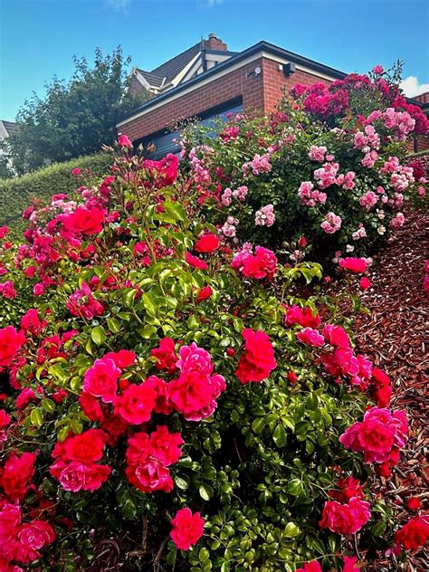 What Are Flower Carpet Roses And 5 Ideas To Use Them In Your Garden