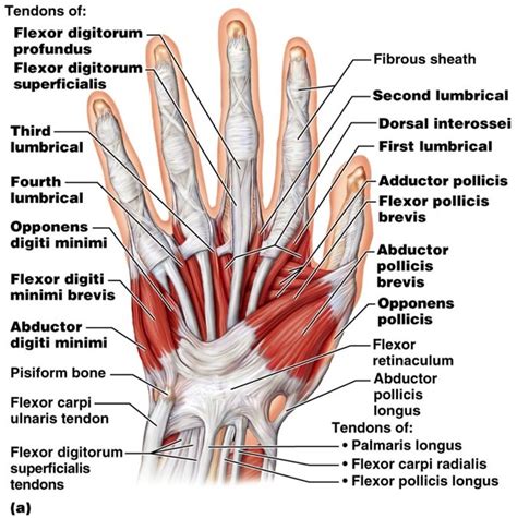 Lab Intrinsic Muscles Of The Hand Diagram Quizlet