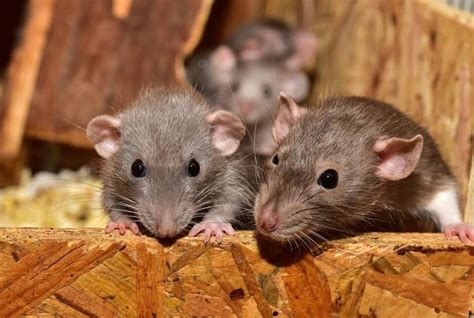 Kenali Cara Tikus Masuk ke Halaman Rumahmu
