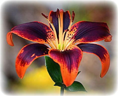 True blue flowers are rare with azaleas. Orange & Purple Tiger Lily 1 - Flowers - Photography ...