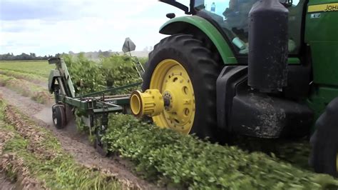 Harvesting Peanuts Youtube