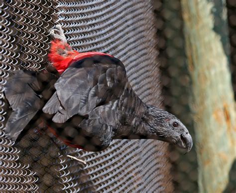 Kl bird park photo morsels. Pictures and information on Pesquet's Parrot