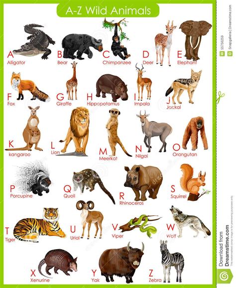 Animals Name In English A To Z Pdf Animal Big