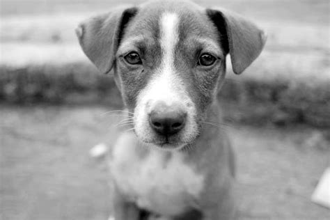 Foto perro en blanco y negro ~ Muchas Fotos