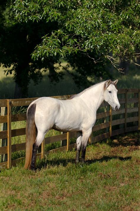 Buttermilk was the name of the horse owned by dale evans, wife of legendary cowboy roy rogers. Buttermilk buckskin Lusitano mare DEM Da Leche. Dam's bay ...