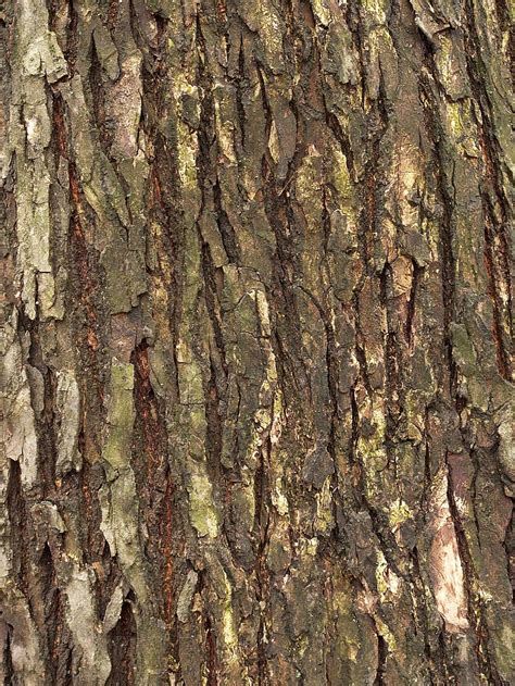 41 Best Ideas For Coloring American Elm Bark