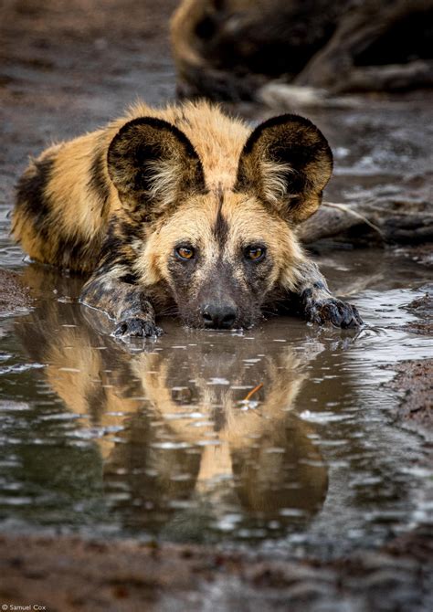An African Wild Dog Lycaon Pictus Takes A Short Break From Running In
