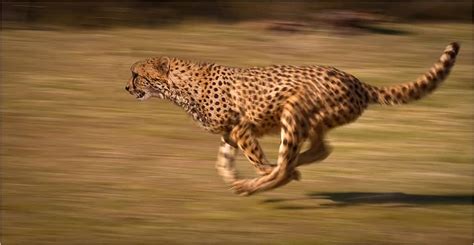 Cheetahs The Worlds Fastest Land Animal Allrefer