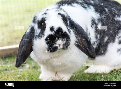 Black And White Lop Eared Rabbit Hi Res Stock Photography And Images