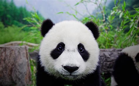 Cute Panda Bear Wallpapers Wallpapersafari